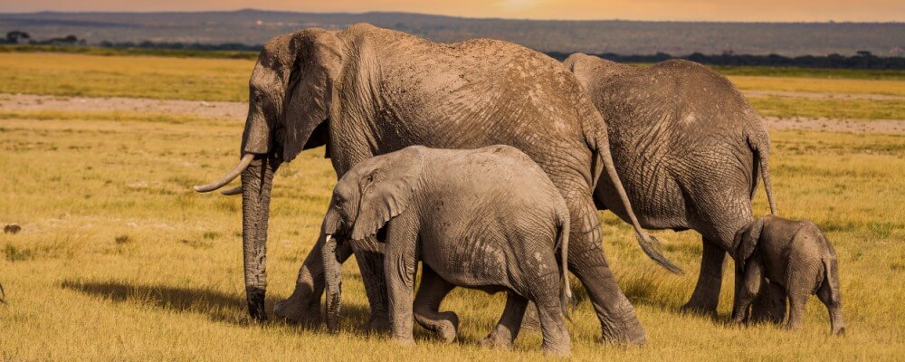 Best Places to See Elephants in Kenya