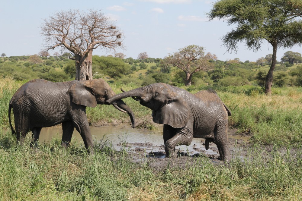 top tanzania safaris