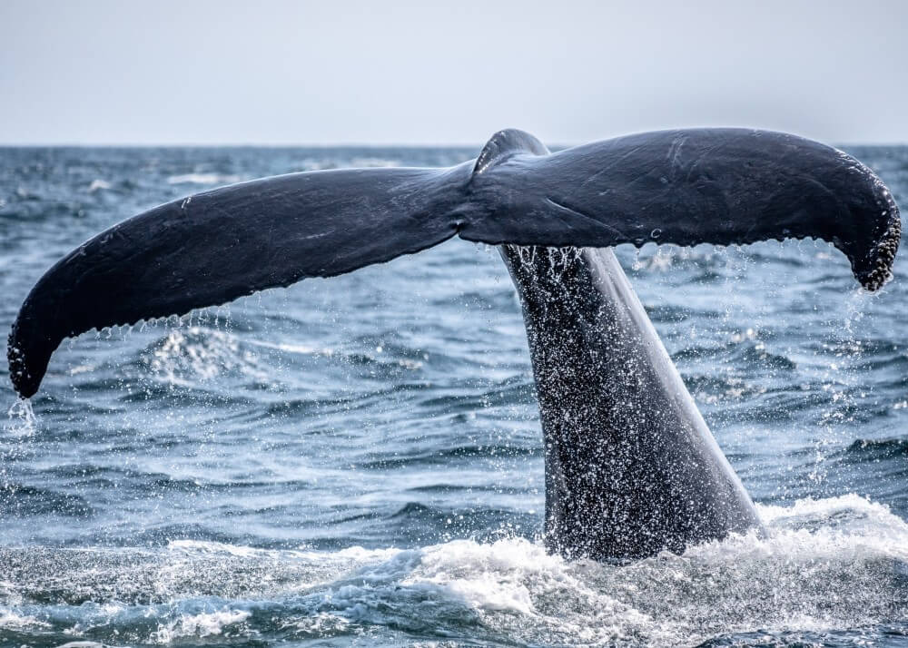 World’s Best Whale-Watching Destinations