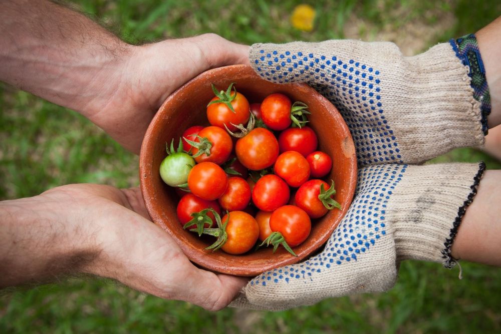 Enjoy Ireland’s harvest season